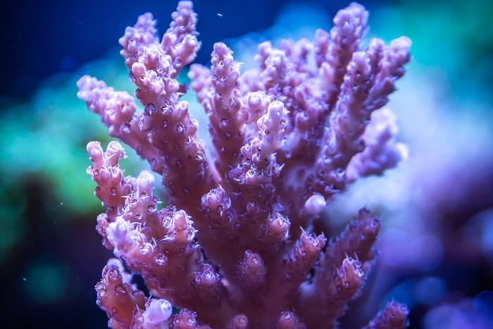 pink coral