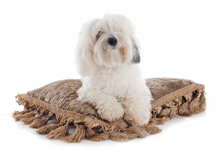 Cot De Tulear Dog