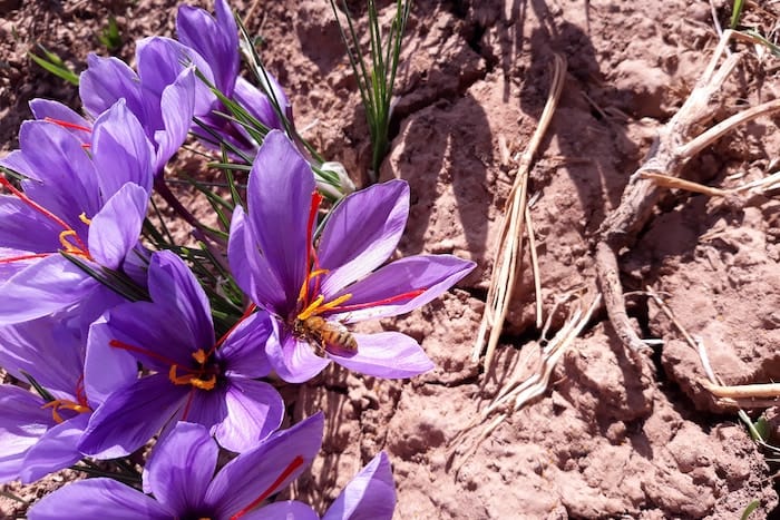 crocus flower