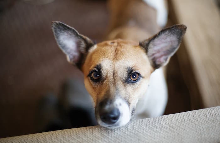 curious dog