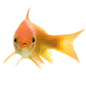 curious goldfish