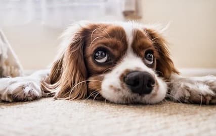 curious puppy looking up