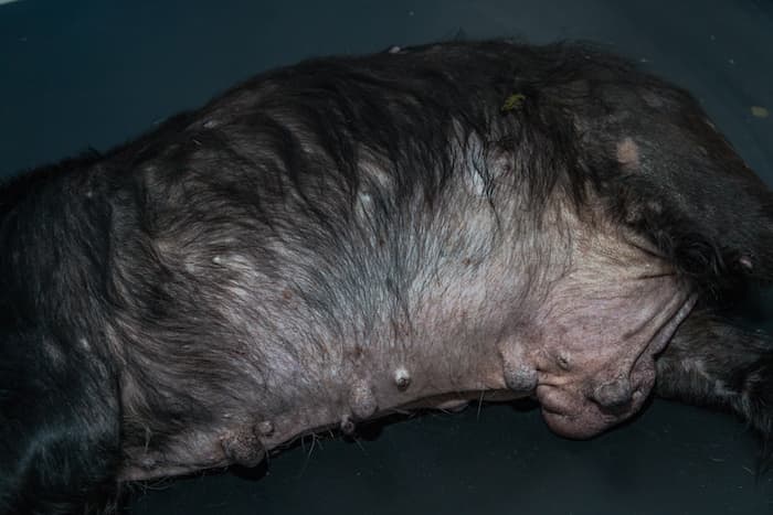 cushing disease