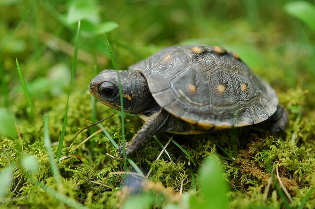 cute-baby-turtle