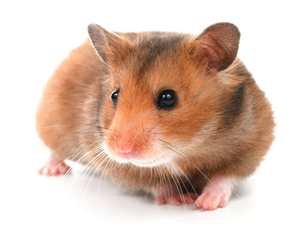 cute hamster