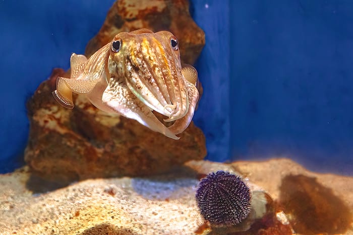 cuttlefish