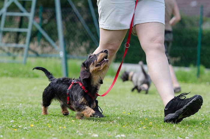 dog being walked