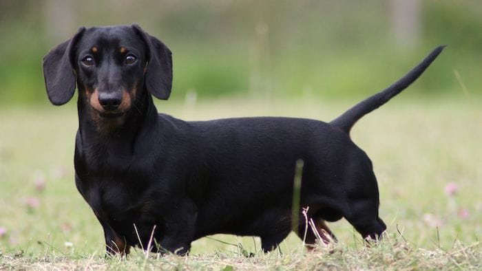 Why Is My Dachshund Overweight? – Understand The Key Reasons That Lead  Toward Excessive Weight - Caring Pets