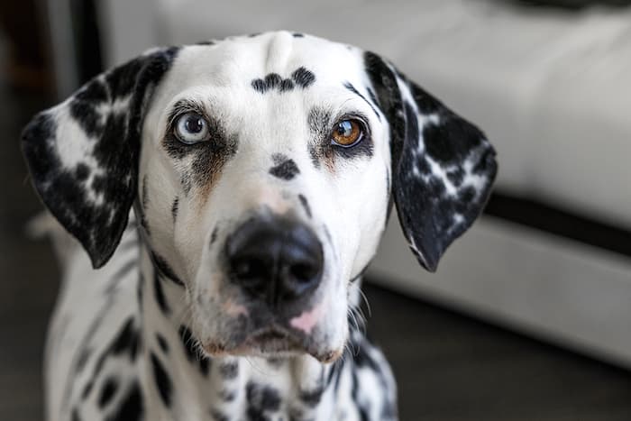 Dalmatian Dog