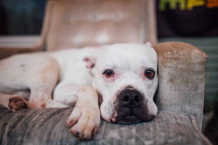 dog in bed