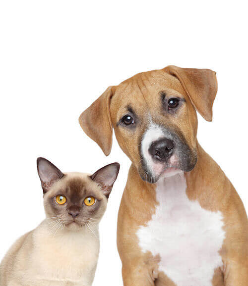 Cat And Dog