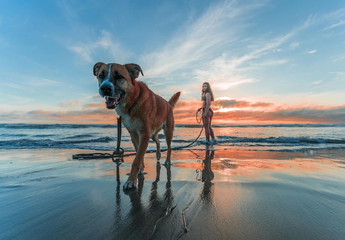 dog at beach