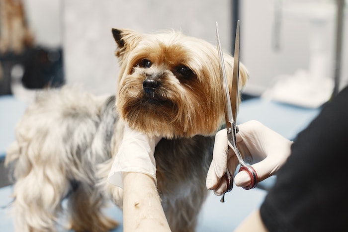 yorkie getting a hair cut