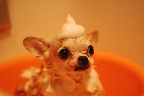 dog in bath