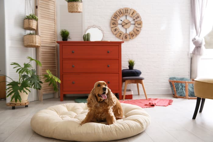 happy pup in large dog bed