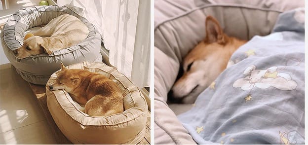 dogs in dog beds