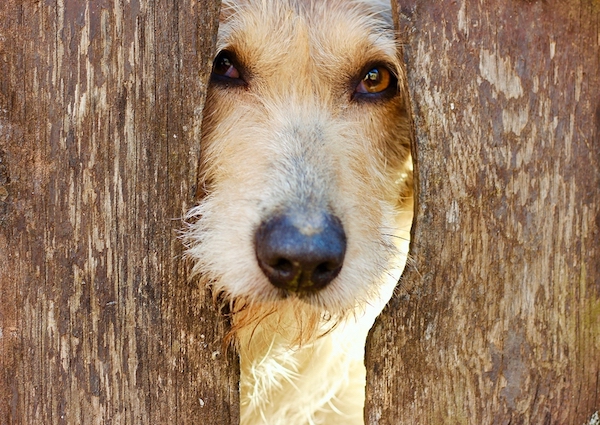 dog behind fence