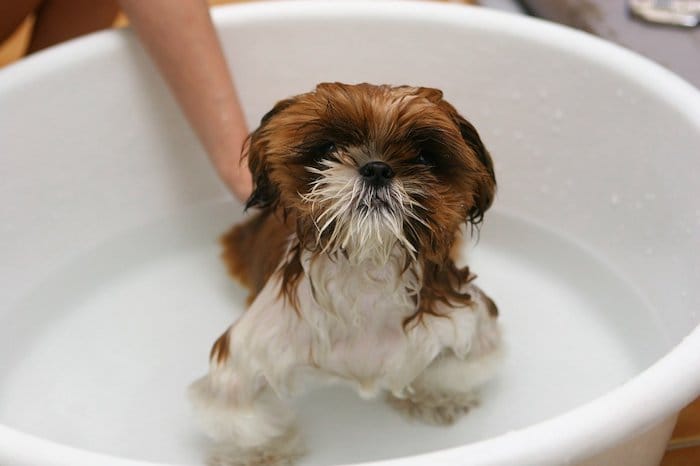 dog in bath