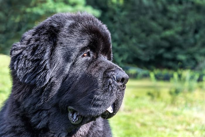 Newfoundland Dog