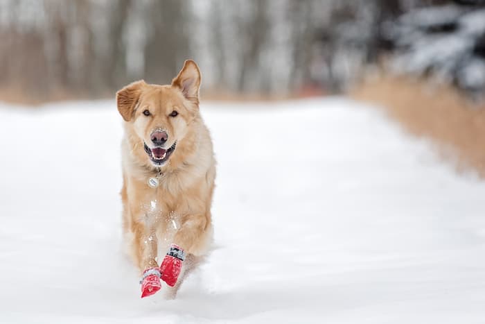 dog booties in snow