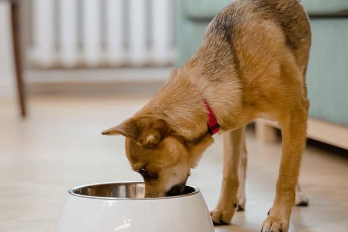 puppy eating food