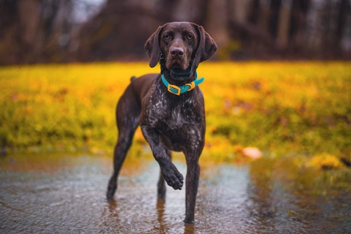 German shorthaired pointer in stream