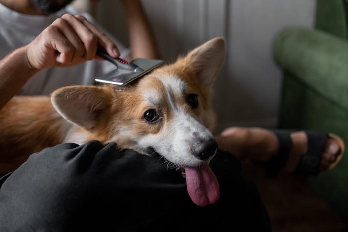 dog getting brushed