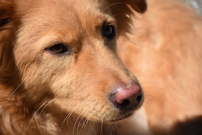 closeup of dog