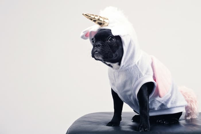 dog in unicorn costume