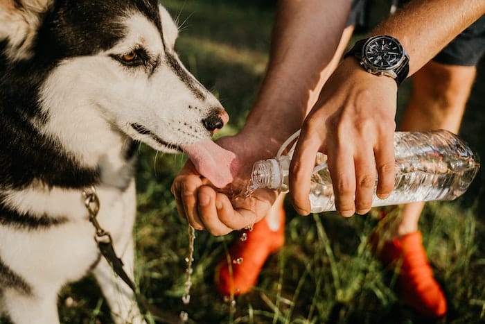 dog drinking water