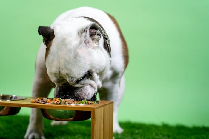 dog eating from bowl