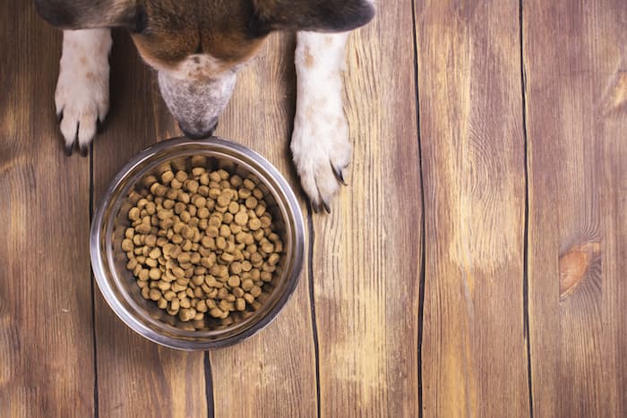 Dog Eating From Bowl