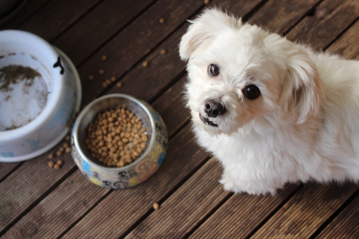 dog looking to eat from bowl