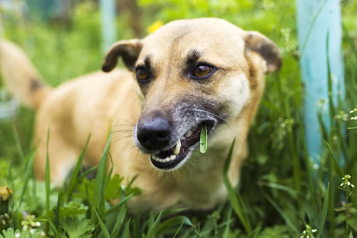 Dog Eating Grass