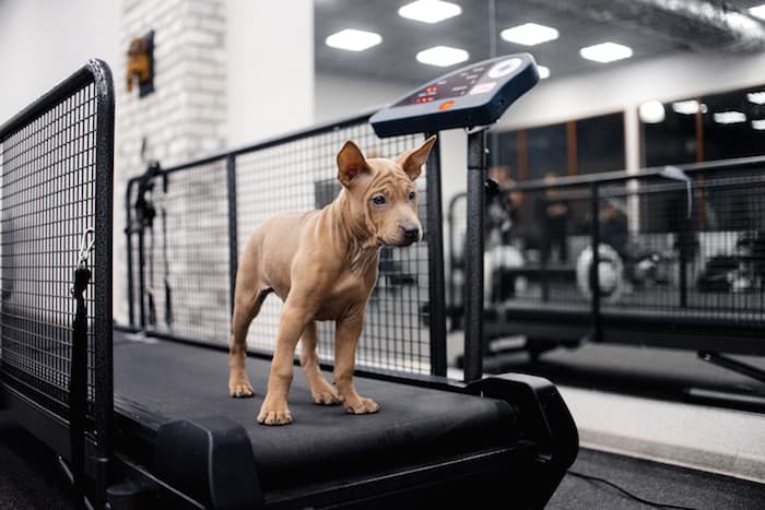 dog getting exercise on treadmill