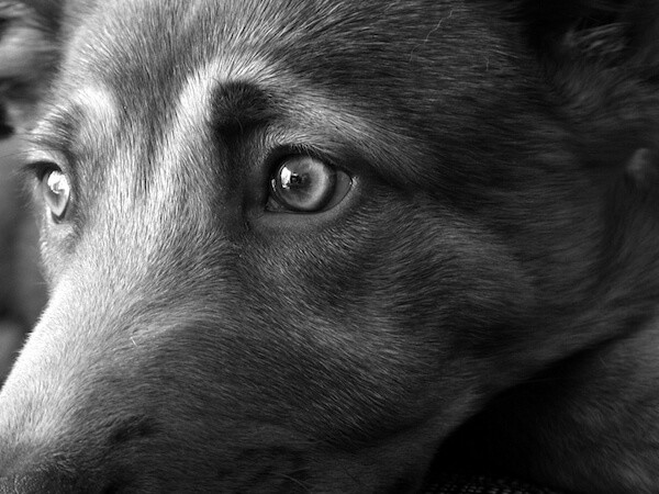 Dogs black and white sales vision