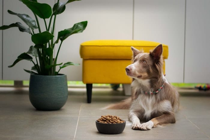 dog waiting to eat