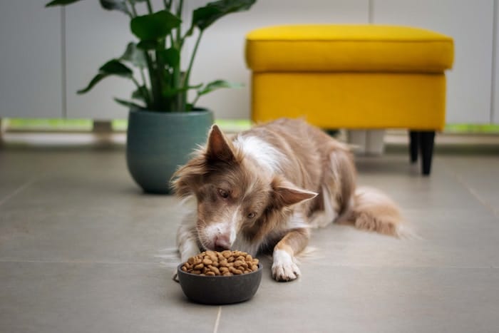 dog eating from bowl