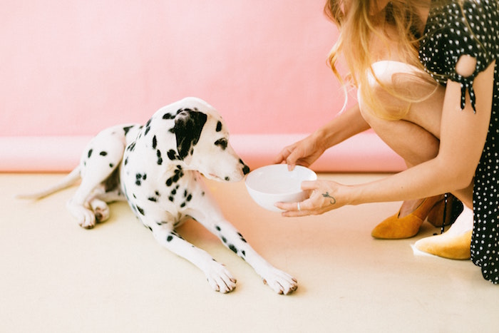 dog being offered bowl of food