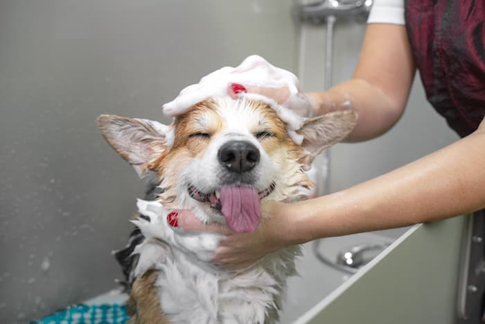 dog getting a wash
