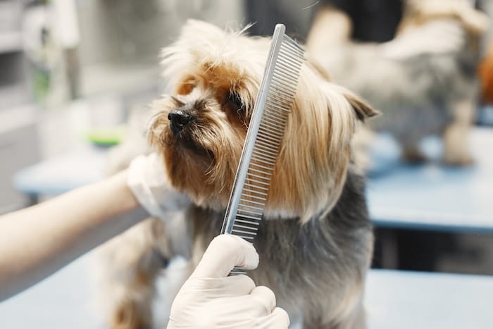 yorkie getting groomed