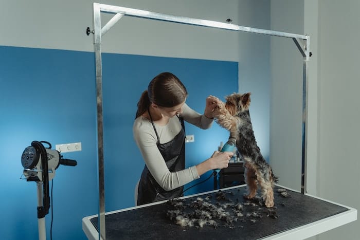 dog getting groomed