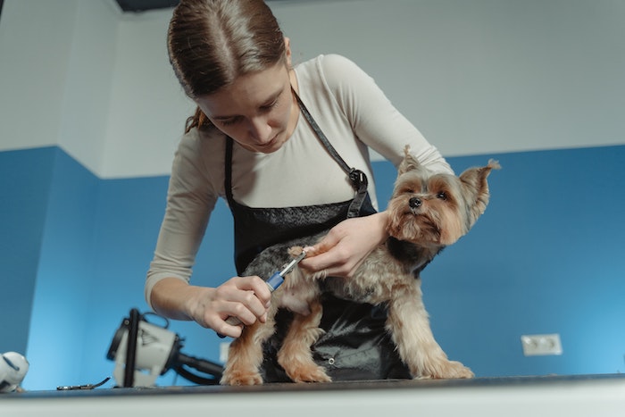 yorkie at the groomers