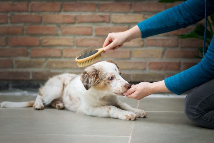 dog getting brushed