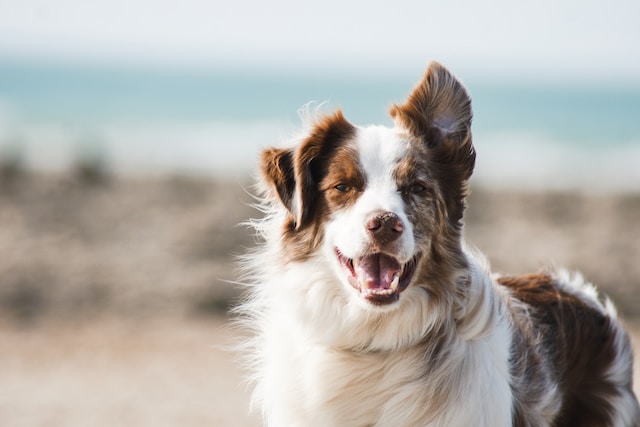 happy dog