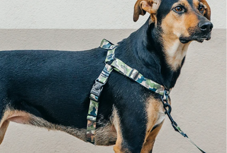 dog wearing harness