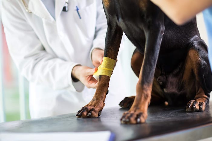 dog getting leg wrapped by a vet