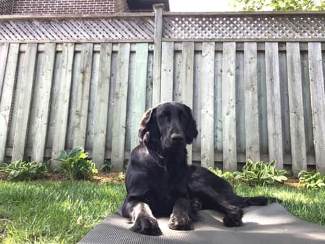 dog in yard