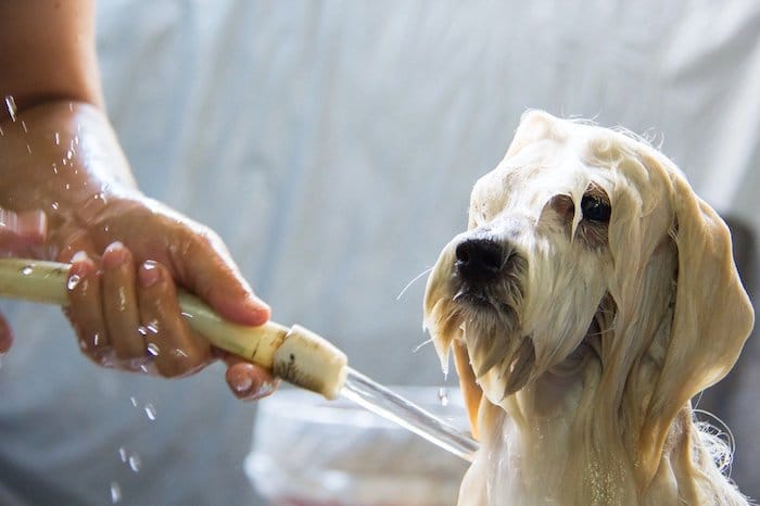 dog being washed