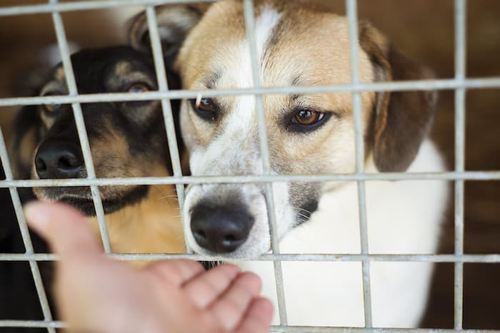 dog in a cage